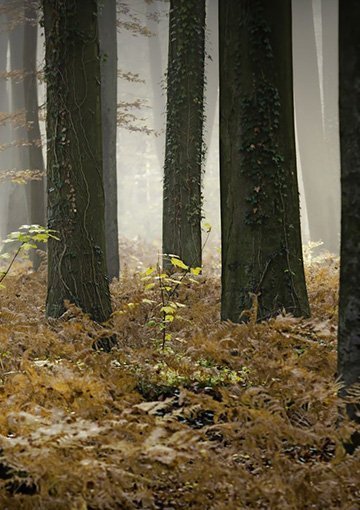 Into the Woods: Examining Oud as a Fall Fragrance Trend