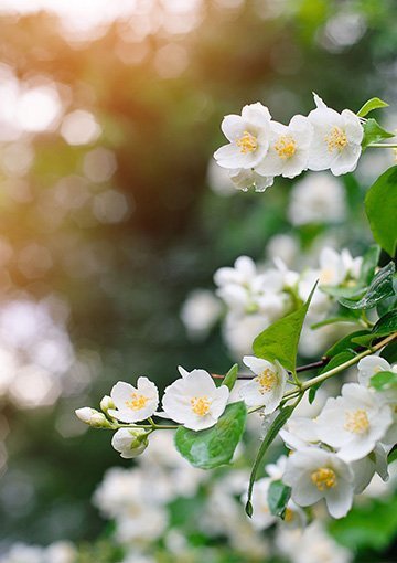 Moments in Fragrance >> A Floral Affair