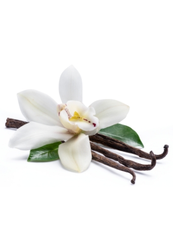 The Universal Appeal of Vanilla Fragrances