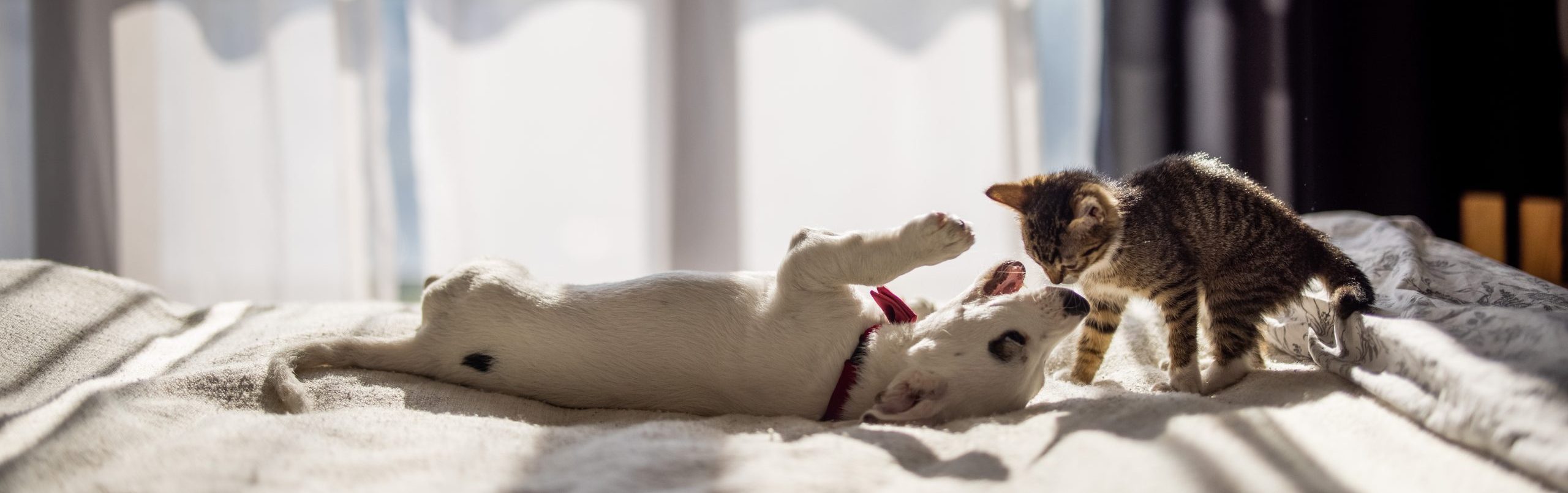 Pet care